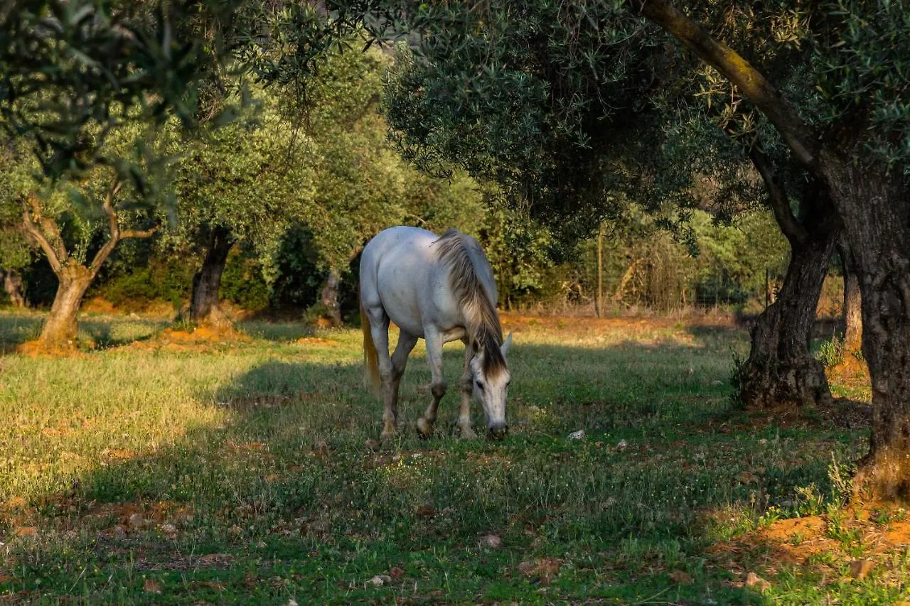 Casa Rural Finca Las Picazas Penarroya-Pueblonuevo