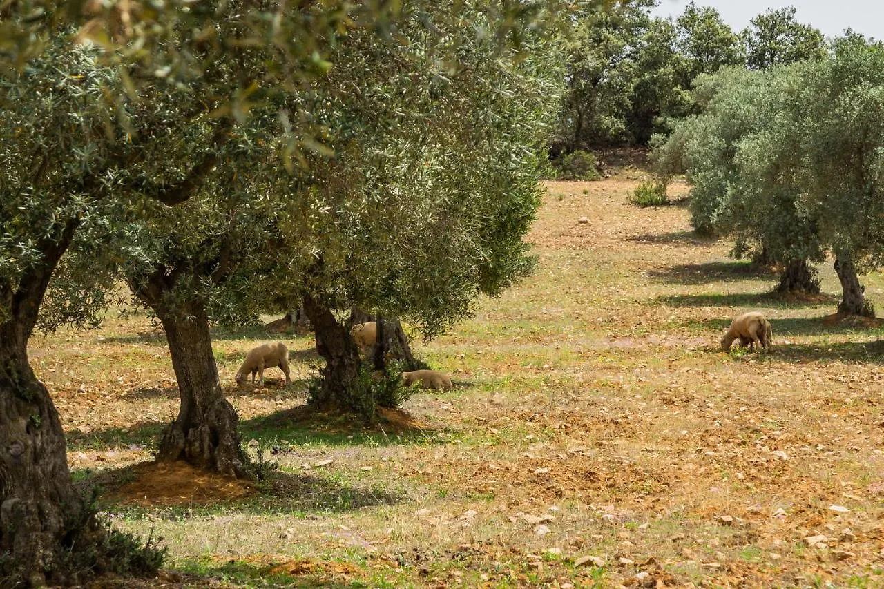 Casa Rural Finca Las Picazas Penarroya-Pueblonuevo